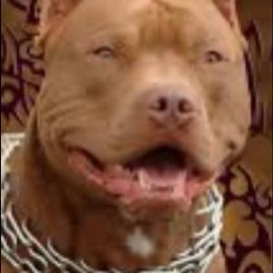 Brown pitbull